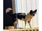 Adopt Joy a Shiba Inu
