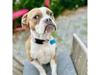 Adopt Kai a Pit Bull Terrier