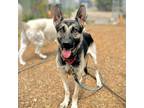 Adopt Annie a German Shepherd Dog