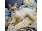 Adopt Fidea a Siamese