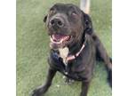 Adopt Sunny a Labrador Retriever