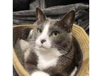 Adopt Mila a Domestic Medium Hair