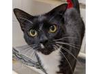 Adopt Jynx a Domestic Short Hair