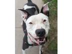 Adopt Maritozzi a Pit Bull Terrier