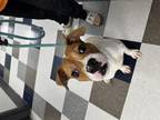Dog for adoption - Rocket, a Boxer Mix