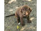 Dog for adoption - Java, a Labrador Retriever & Great Pyrenees Mix
