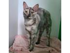 Adopt Orchid Houston a Snowshoe