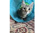 Adopt Mercedes, Willow Grove Area (FCID 7/16/2024-139) a Tabby