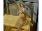 Adopt Henry aka Henny (f) (FCID# 07/18/2024 - 4) DC a Tabby
