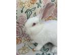 Adopt Tippi a Californian