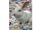 Adopt Dagny a Florida White