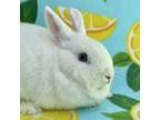 Adopt Pollyanna a Dwarf, Lionhead