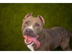 Adopt Sheila a Pit Bull Terrier, Mixed Breed