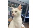 Adopt Snowy a Domestic Short Hair