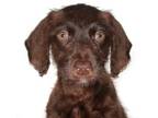 Adopt Barry a Labrador Retriever, Poodle