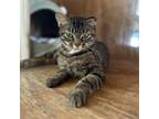 Adopt Spree a Domestic Short Hair