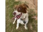Adopt Joy a Mixed Breed