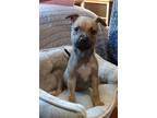 Adopt JuJu a German Shepherd Dog