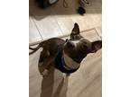Adopt Fate a Pit Bull Terrier