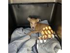 Dog for adoption - Yogi- Abandoned puppy hoping for a home!, a Mixed Breed