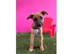 Dog for adoption - Squirt, a Black Mouth Cur & Retriever Mix