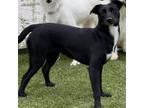 Adopt Dumplin a Labrador Retriever