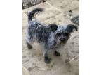 Adopt Hope a Terrier