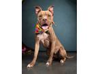 Adopt Lanny McNanny a American Staffordshire Terrier, Mixed Breed
