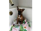 Adopt Pippi - IN FOSTER a Boxer, Mixed Breed