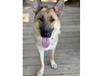 Adopt Hazel a German Shepherd Dog