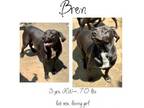 Adopt Bren a Labrador Retriever