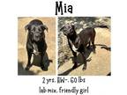Adopt Mia a Labrador Retriever, Mixed Breed