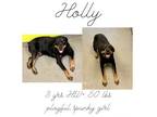 Adopt Holly a Rottweiler