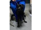 Adopt 24-08-2506 Tiffany a Labrador Retriever
