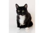 Adopt Clawdette a Domestic Short Hair