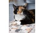 Adopt Amber a Domestic Short Hair
