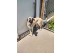 Adopt Jessica a Shepherd
