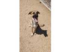Adopt Jazzy a Shepherd