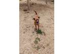 Adopt Amelia a Mixed Breed