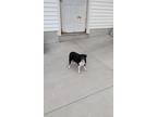 Adopt Panda a Terrier