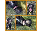 Adopt Autumn a Black Labrador Retriever, Boxer