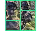 Adopt Aurora a Black Labrador Retriever, Boxer