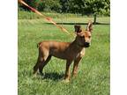 Adopt Nubbins a Mixed Breed