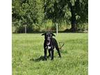 Adopt Nugget a Labrador Retriever, Mixed Breed