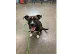 Adopt xenia a Pit Bull Terrier