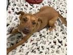 Adopt Hannah Lee a Boxer, Labrador Retriever