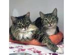 Adopt Bootsy(Bonded with George) a Domestic Long Hair, Domestic Short Hair