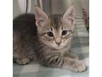 Adopt Tok a Domestic Short Hair