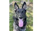 Adopt Rosey a Shepherd, Mixed Breed