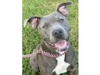 Adopt Priscilla a Pit Bull Terrier, Mixed Breed